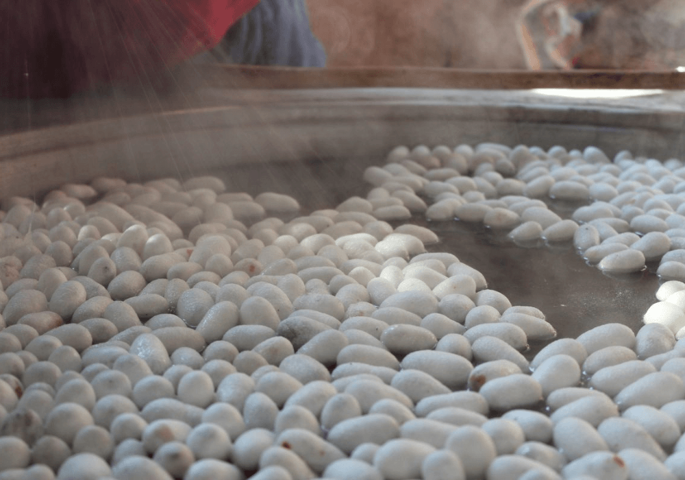 anh quá trình láy tơ kén lụa