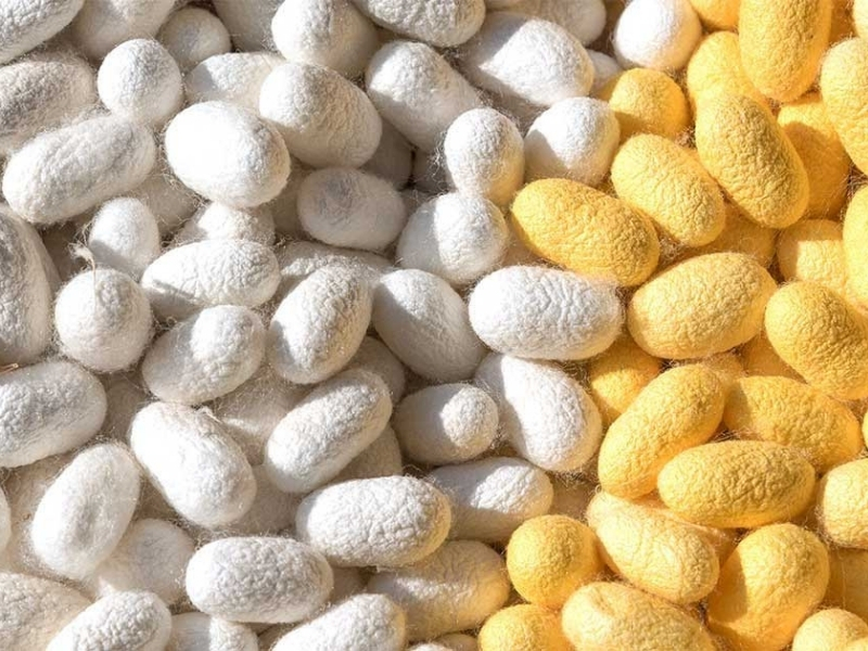 Cấu trúc của sợi tơ tằm gồm hai thành phần chính là Fibroin và Sericin