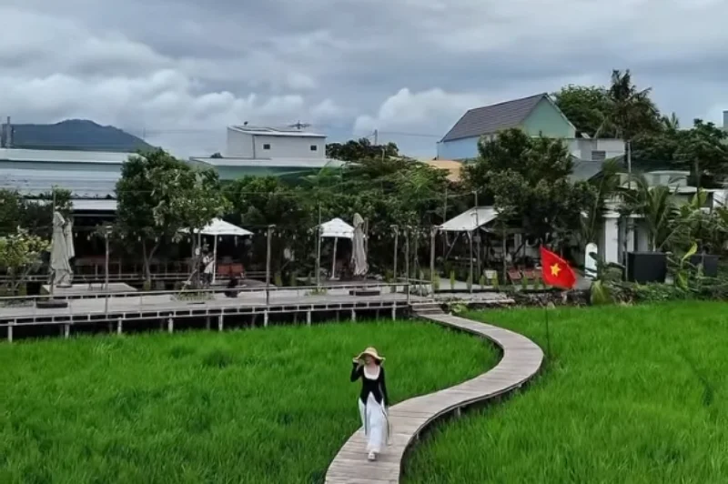 Cánh đồng lúa Tri Tôn – Vẻ đẹp thướt tha của tà áo dài giữa khung cảnh làng quê bình dị