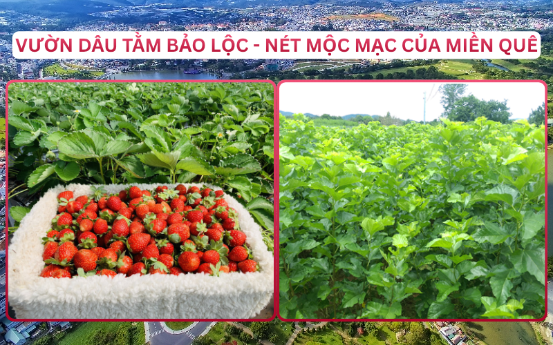 Địa Điểm Đáng Đi Top 2 Bảo Lộc