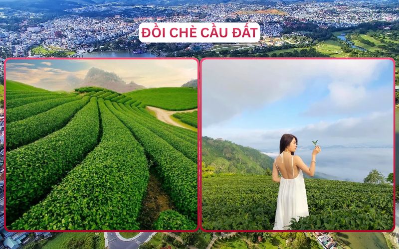 Lush green tea plantations and hills